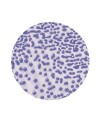 AMACO CR-54 Purple Steinzeug-Glasur - 1240.design